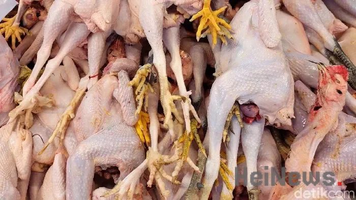 Harga Ayam Anjlok Jadi Rp 35.800/Kg, Peternak Minta Bantuan Sosial