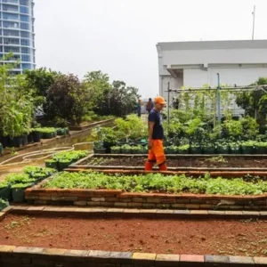 Kebun Sayur di Rooftop Kantor Wali Kota Jakbar Diciptakan untuk Ketahanan Pangan