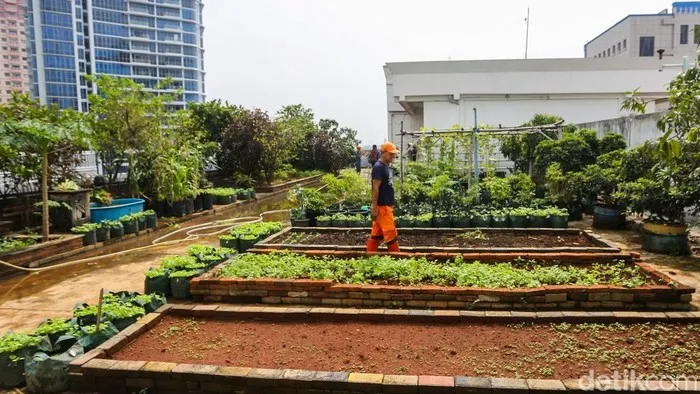 Kebun Sayur di Rooftop Kantor Wali Kota Jakbar Diciptakan untuk Ketahanan Pangan