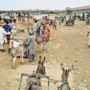Perdagangan Keledai Kembali Ramai di Karachi, Pakistan