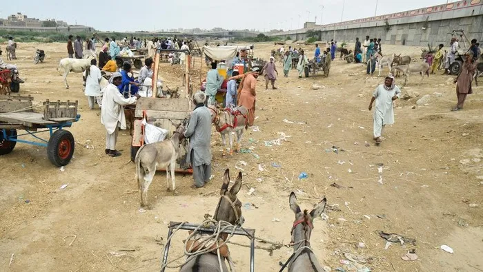 Perdagangan Keledai Kembali Ramai di Karachi, Pakistan