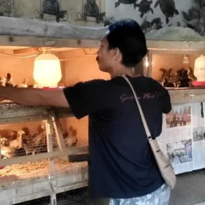 Peternak Tuntut Perbaikan Struktural Akibat Turunnya Harga Ayam Hidup