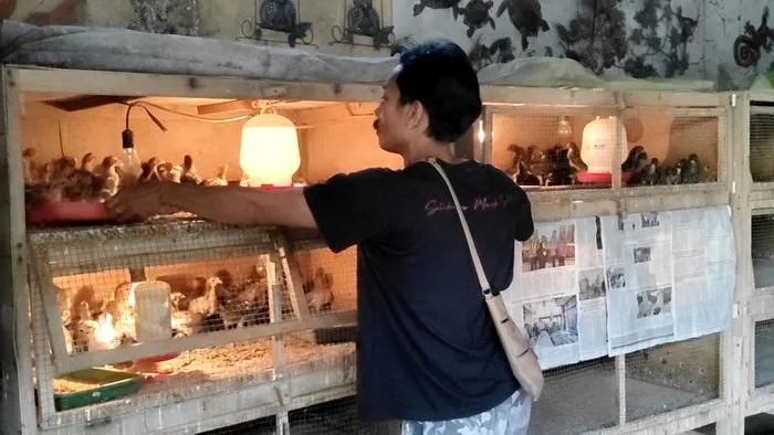 Peternak Tuntut Perbaikan Struktural Akibat Turunnya Harga Ayam Hidup