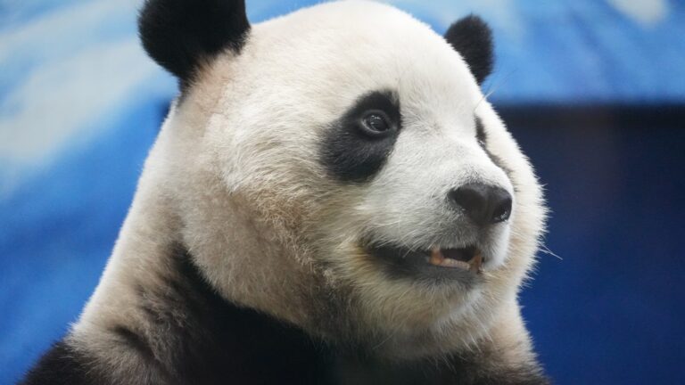 Pemerintah Tunda Peluncuran Panda Bond hingga Akhir Juli 2026