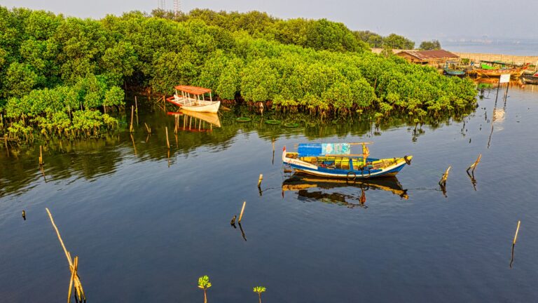 Telkomsel Laksanakan Penanaman 1.000 Pohon Mangrove di Jakarta Utara