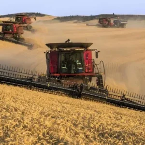 Produksi Gandum Global Diproyeksikan Turun Akibat Cuaca Ekstrem hingga 810,9 Juta Ton