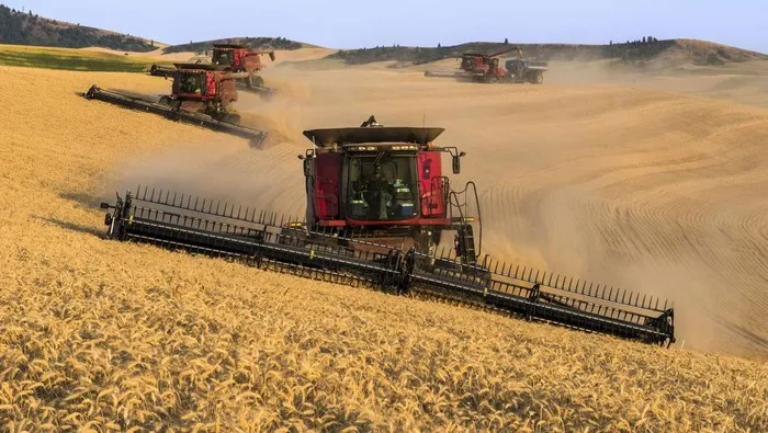 Produksi Gandum Global Diproyeksikan Turun Akibat Cuaca Ekstrem hingga 810,9 Juta Ton