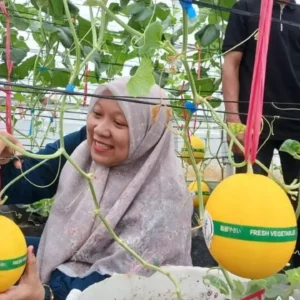 Yayasan Amanah Aceh Kembangkan Budidaya Melon Golden Alisha untuk Ekonomi Lokal