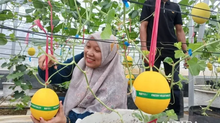 Yayasan Amanah Aceh Kembangkan Budidaya Melon Golden Alisha untuk Ekonomi Lokal