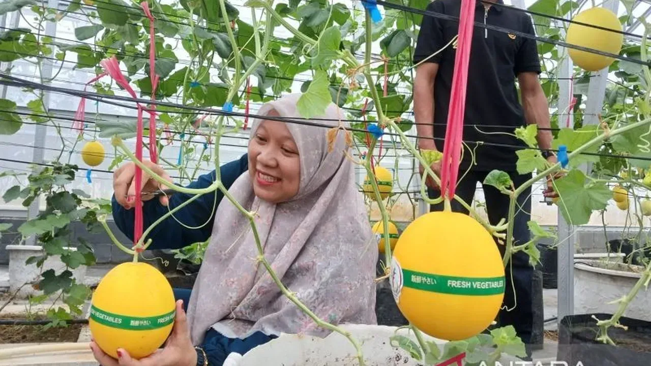 Yayasan Amanah Aceh Kembangkan Budidaya Melon Golden Alisha untuk Ekonomi Lokal